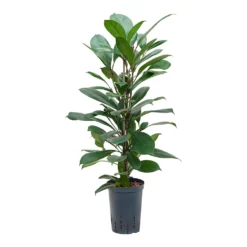 Ficus Cyathistipula - HydroCare -Outlet The Ever Sprout Store Ficus cyathistipula Hydroculture 15 19x80cm