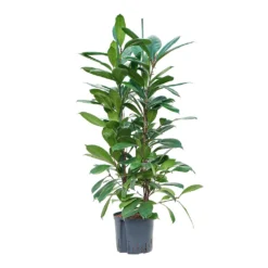 Ficus Cyathistipula - HydroCare -Outlet The Ever Sprout Store Ficus cyathistipula Hydroculture 22 19x120cm