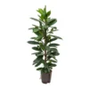 Ficus Cyathistipula - HydroCare