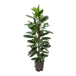 Ficus Cyathistipula - HydroCare