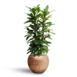 Ficus Cyathistipula - HydroCare -Outlet The Ever Sprout Store Ficus cyathistipula Hydroculture Opus Hammered Globe Planter Gold