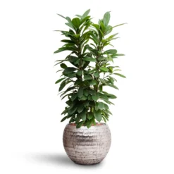 Ficus Cyathistipula - HydroCare -Outlet The Ever Sprout Store Ficus cyathistipula Hydroculture Opus Hammered Globe Planter Silver