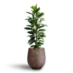 Ficus Cyathistipula - HydroCare -Outlet The Ever Sprout Store Ficus cyathistipula Hydroculture Opus Hit Darcy Planter Gold