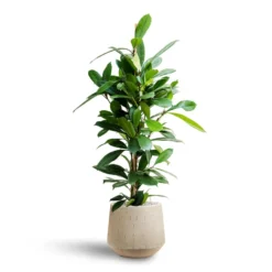 Ficus Cyathistipula - HydroCare -Outlet The Ever Sprout Store Ficus cyathistipula Hydroculture Raindrop Tube Round Planter Stone