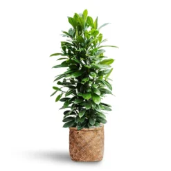 Ficus Cyathistipula - HydroCare -Outlet The Ever Sprout Store Ficus cyathistipula Hydroculture Zayn Bamboo Planter