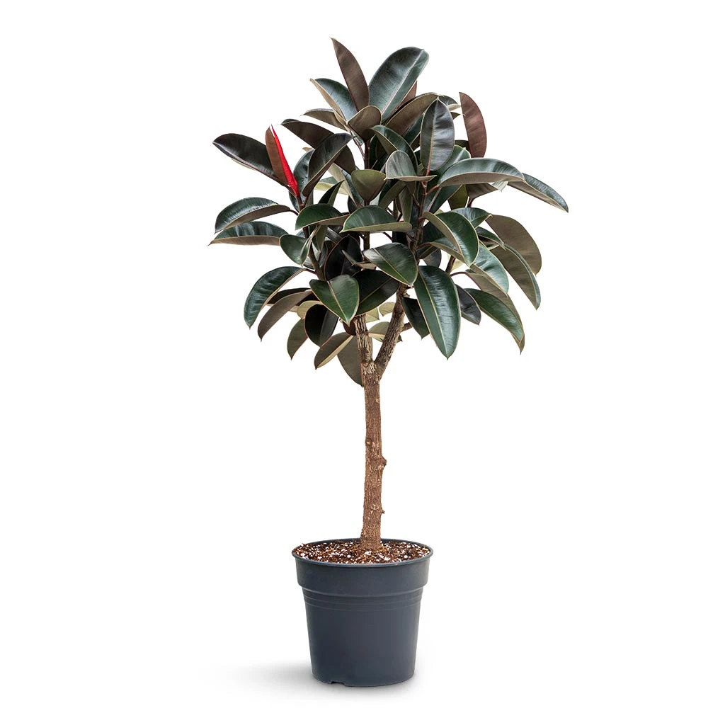 Ficus Elastica Abidjan - Burgundy Rubber Plant - Straight Stem 1 Ficus Elastica Abidjan - Burgundy Rubber Plant - Straight Stem