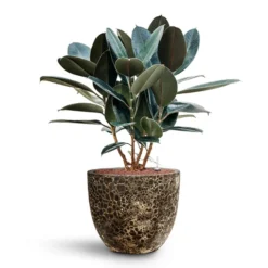 Ficus Elastica Abidjan - HydroCare -Outlet The Ever Sprout Store Ficus elastica Abidjan HydroCare Lava Couple Relic Planter Black