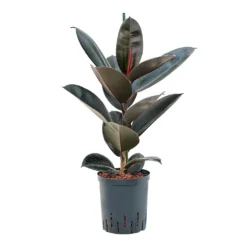 Ficus Elastica Abidjan - HydroCare -Outlet The Ever Sprout Store Ficus elastica Abidjan Hydroculture 18 19x95cm