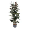 Ficus Elastica Abidjan - HydroCare