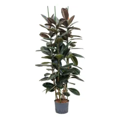 Ficus Elastica Abidjan - HydroCare
