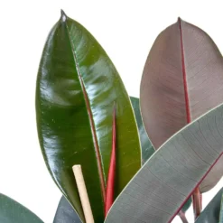 Ficus Elastica Abidjan - HydroCare -Outlet The Ever Sprout Store Ficus elastica Abidjan Rubber Plant Leaves 0a9b4913 6ce8 4055 baa8 19c6181f930f