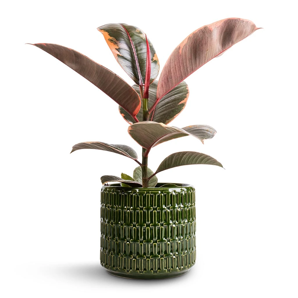 Ficus Elastica Belize - Pink Rubber Plant 4 Ficus Elastica Belize - Pink Rubber Plant - Image 4