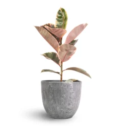 Ficus Elastica Belize - Pink Rubber Plant 25 Ficus Elastica Belize - Pink Rubber Plant -Outlet The Ever Sprout Store Ficus elastica Belize Pink Rubber Plant 17x60cm Bola Artstone Plant Pot Grey 23x20cm 23e85bd4 ab1c 40c0 a6c2 ba3f79e8e97e