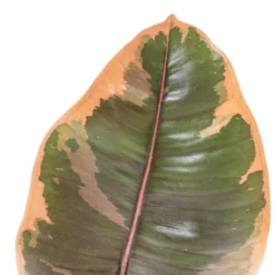 Ficus Elastica Belize - Pink Rubber Plant 31 Ficus Elastica Belize - Pink Rubber Plant -Outlet The Ever Sprout Store Ficus elastica Belize Pink Rubber Plant DETAIL 2