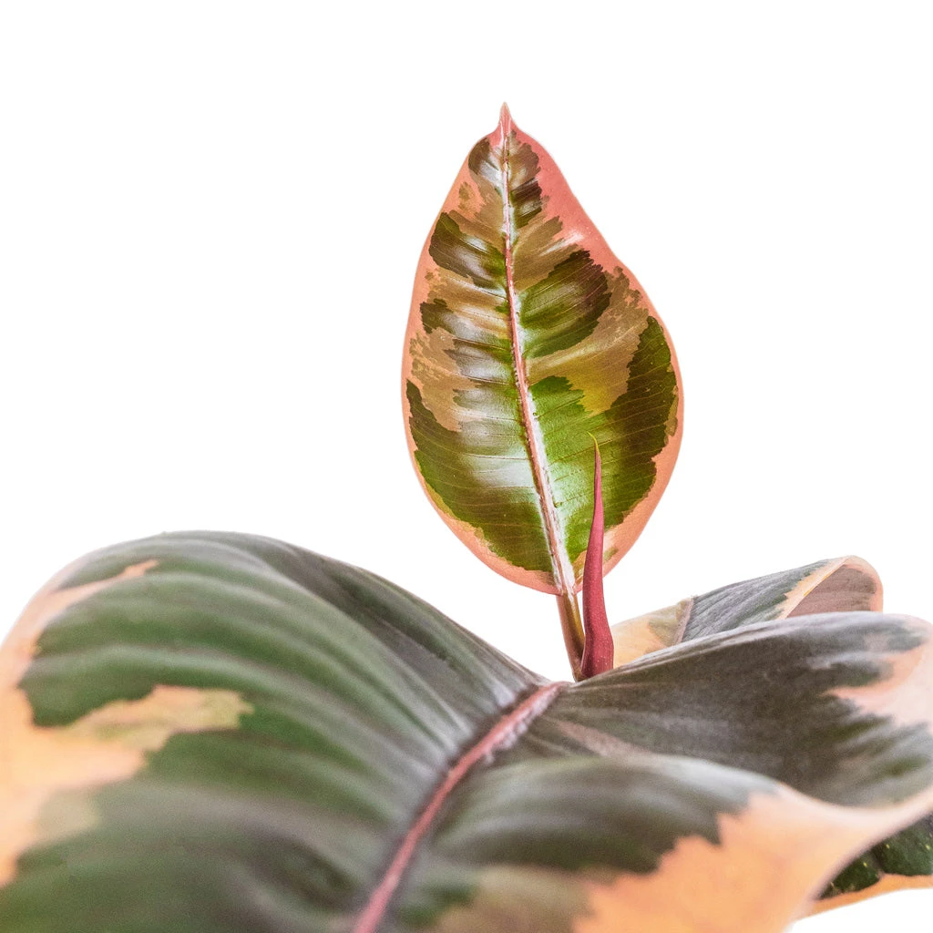 Ficus Elastica Belize - Pink Rubber Plant 2 Ficus Elastica Belize - Pink Rubber Plant - Image 2