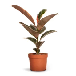 Ficus Elastica Belize - Pink Rubber Plant 21 Ficus Elastica Belize - Pink Rubber Plant -Outlet The Ever Sprout Store Ficus elastica Belize Rubber Plant 12x30cm