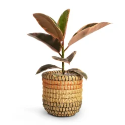 Ficus Elastica Belize - Pink Rubber Plant 35 Ficus Elastica Belize - Pink Rubber Plant -Outlet The Ever Sprout Store Ficus elastica Belize Rubber Plant 12x30cm Jane Plant Baskets Set5 Desert 9fa23719 32be 4429 99cd 0e38988e113d