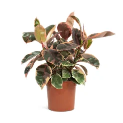 Ficus Elastica Belize - Pink Rubber Plant 28 Ficus Elastica Belize - Pink Rubber Plant -Outlet The Ever Sprout Store Ficus elastica Belize Rubber Plant 21cm