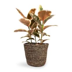 Ficus Elastica Belize - Pink Rubber Plant 32 Ficus Elastica Belize - Pink Rubber Plant -Outlet The Ever Sprout Store Ficus elastica Belize Rubber Plant 21x55cm Selin Plant Basket Black Weave 26x23cm 9748d3e9 bd39 4871 a1bb 71f69b1a67d0