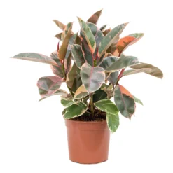 Ficus Elastica Belize - Pink Rubber Plant 30 Ficus Elastica Belize - Pink Rubber Plant -Outlet The Ever Sprout Store Ficus elastica Belize Rubber Plant
