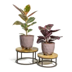 Ficus Elastica Belize - Pink Rubber Plant 33 Ficus Elastica Belize - Pink Rubber Plant -Outlet The Ever Sprout Store Ficus elastica Belize Rubber Plant Calathea roseopicta Dottie Rose Painted Calathea kaat pink plant pot lois stand 12cf23c6 d2a0 468c ae66 20789f045e73