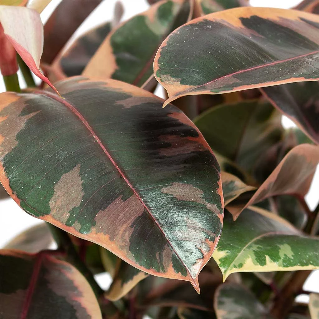 Ficus Elastica Belize - Pink Rubber Plant 9 Ficus Elastica Belize - Pink Rubber Plant - Image 9