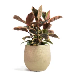 Ficus Elastica Belize - Pink Rubber Plant 29 Ficus Elastica Belize - Pink Rubber Plant -Outlet The Ever Sprout Store Ficus elastica Belize Rubber Plant Ryan Plant Pot Sand Gold