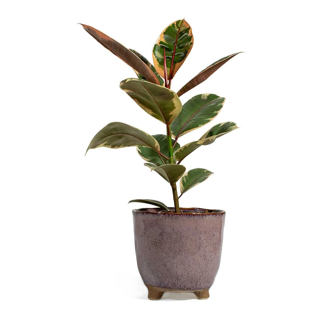 Ficus Elastica Belize - Pink Rubber Plant 8 Ficus Elastica Belize - Pink Rubber Plant - Image 8