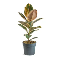 Ficus Elastica Belize - Pink Rubber Plant 24 Ficus Elastica Belize - Pink Rubber Plant -Outlet The Ever Sprout Store Ficus elastica Belize Rubber Plant a5a37ed3 66d4 4d5e b4ba 03562ce5e9b7