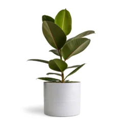 Hadleigh Plant Pot - White -Outlet The Ever Sprout Store Ficus elastica Melany Rubber Plant 14x45cm Hadleigh Plant Pot White 20x17.5cm