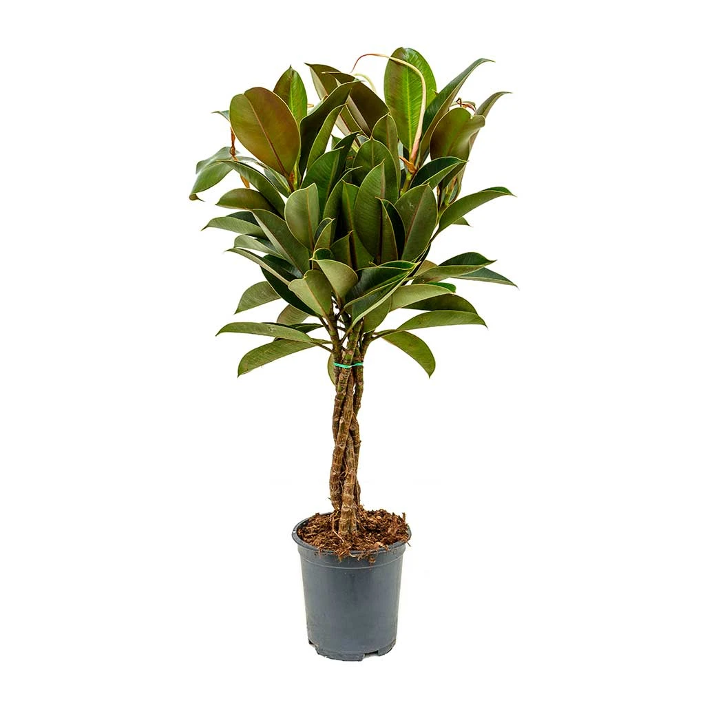 Ficus Elastica Melany - Rubber Plant - Multi Stem 5 Ficus Elastica Melany - Rubber Plant - Multi Stem - Image 5
