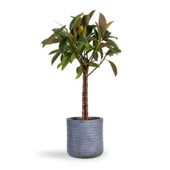 Ficus Elastica Melany - Rubber Plant - Multi Stem 12 Ficus Elastica Melany - Rubber Plant - Multi Stem -Outlet The Ever Sprout Store Ficus elastica Melany Rubber Plant Multi Stem 21x80cm Angle Cylinder Plant Pot Grey 24x24cm bfc0b8e5 d034 4a69 a3b2 8bafed5f02f4