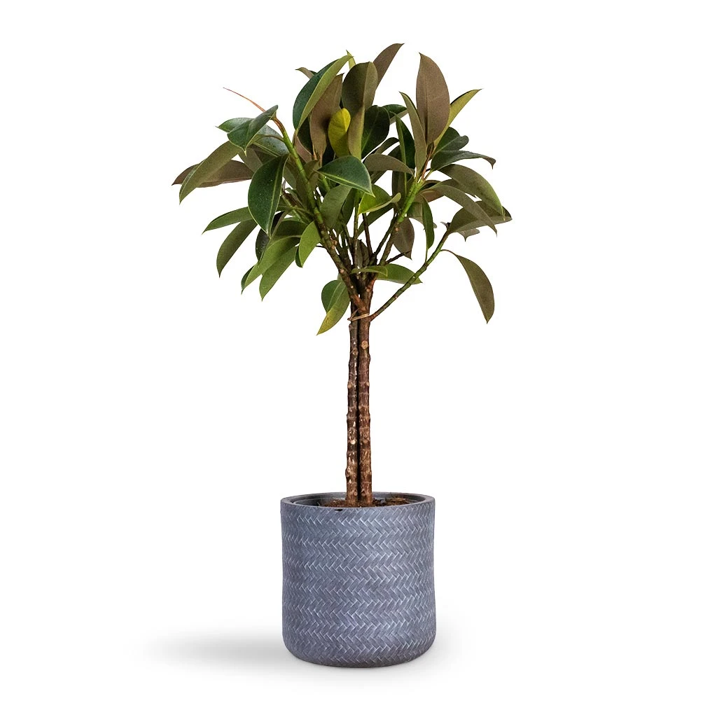 Ficus Elastica Melany - Rubber Plant - Multi Stem 6 Ficus Elastica Melany - Rubber Plant - Multi Stem - Image 6