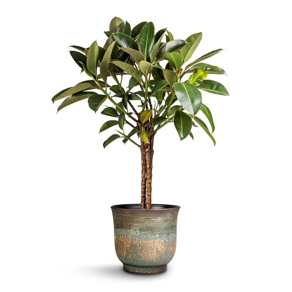 Ficus Elastica Melany - Rubber Plant - Multi Stem 1 Ficus Elastica Melany - Rubber Plant - Multi Stem