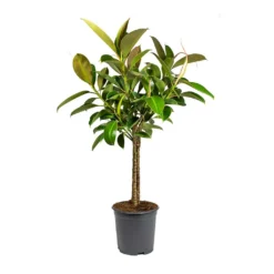 Ficus Elastica Melany - Rubber Plant - Multi Stem 9 Ficus Elastica Melany - Rubber Plant - Multi Stem -Outlet The Ever Sprout Store Ficus elastica Melany Rubber Plant Multi Stem