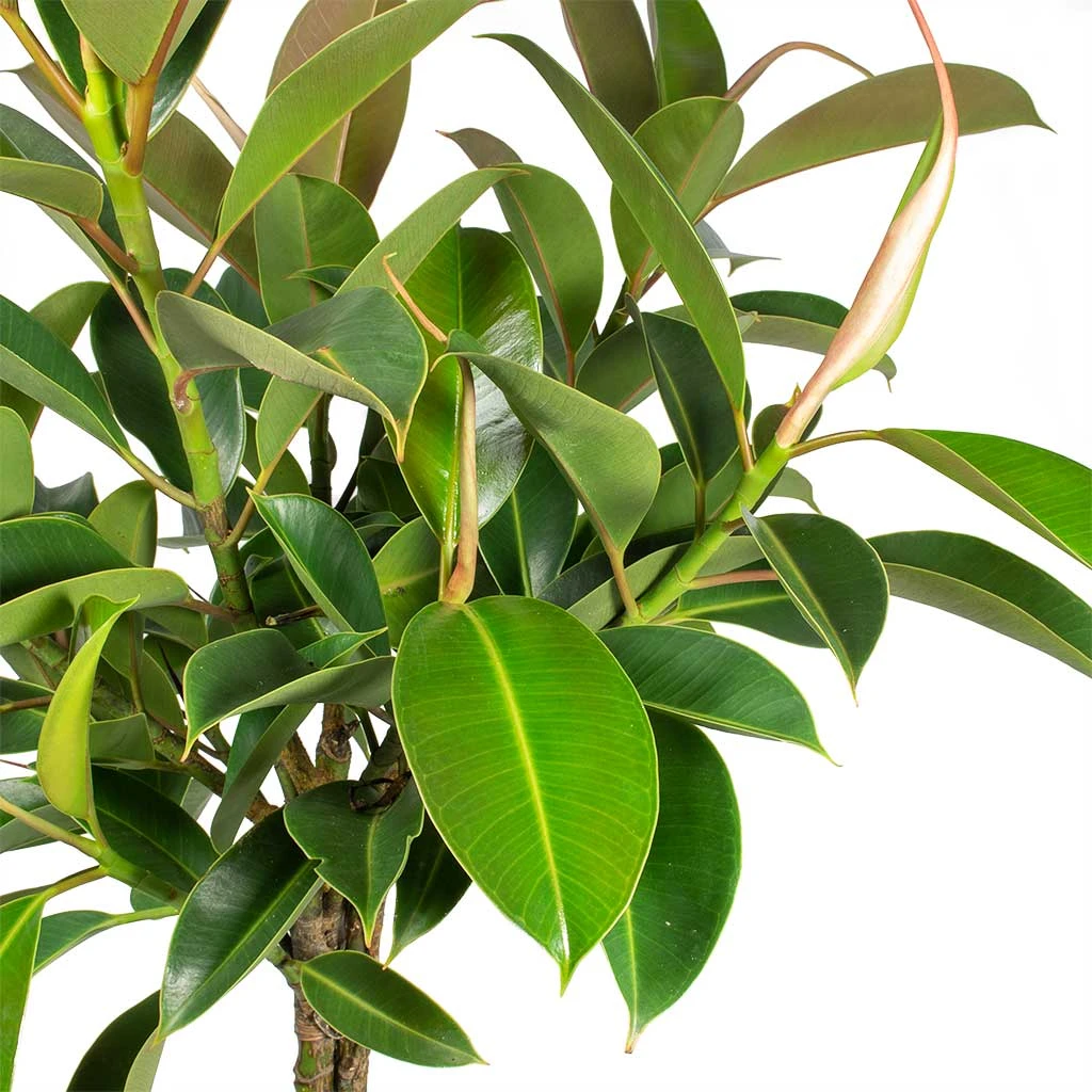 Ficus Elastica Melany - Rubber Plant - Multi Stem 2 Ficus Elastica Melany - Rubber Plant - Multi Stem - Image 2