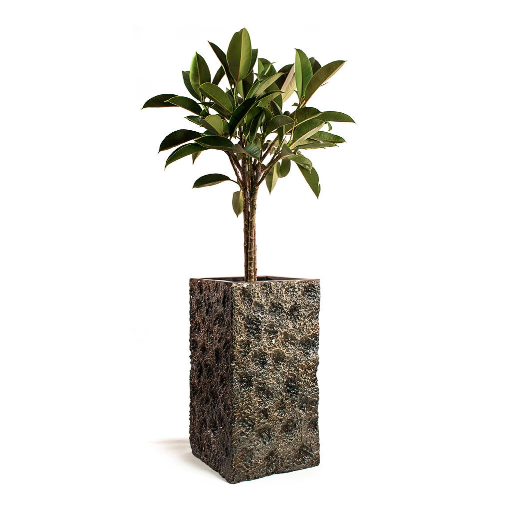 Ficus Elastica Melany - Rubber Plant - Multi Stem 4 Ficus Elastica Melany - Rubber Plant - Multi Stem - Image 4