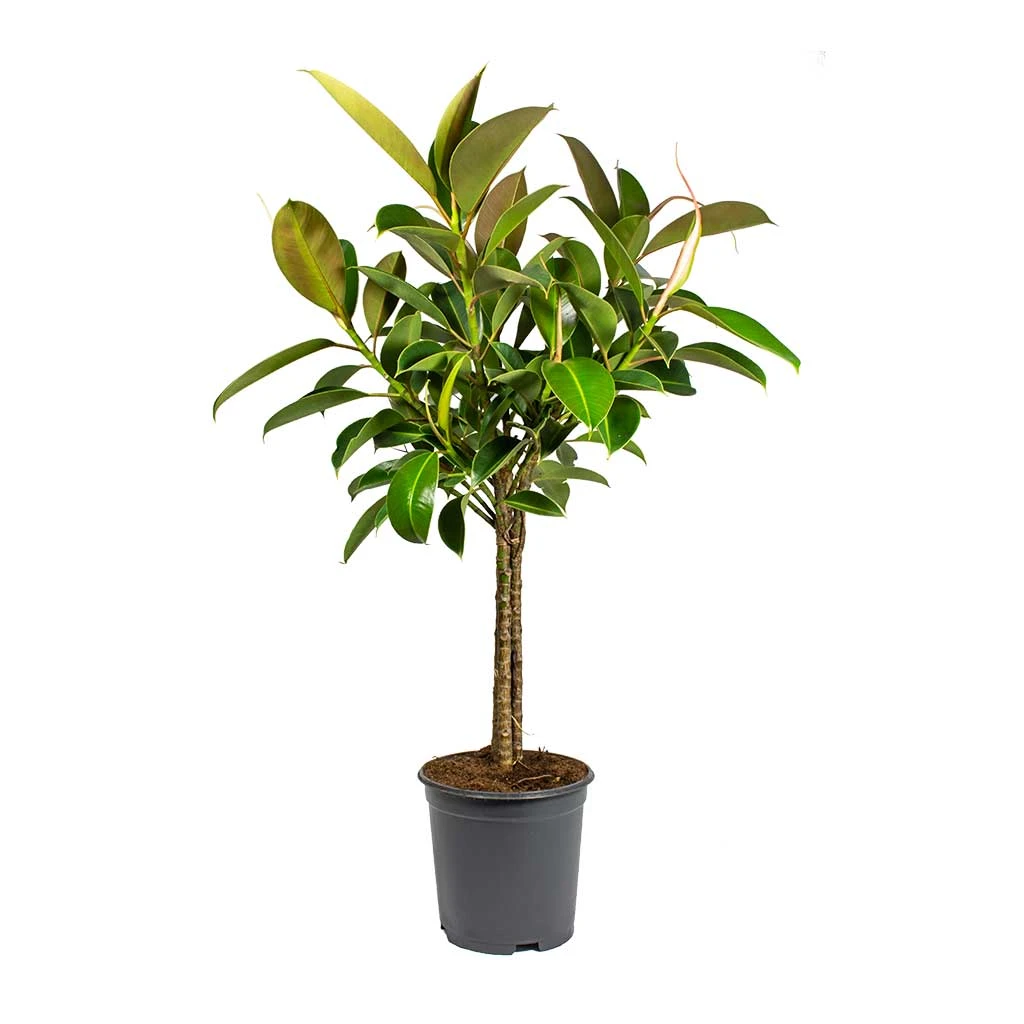 Ficus Elastica Melany - Rubber Plant - Multi Stem 3 Ficus Elastica Melany - Rubber Plant - Multi Stem - Image 3