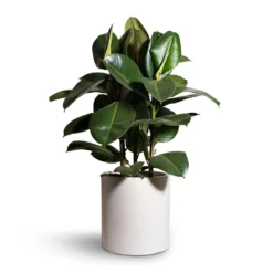 Max Refined Planter - Natural White -Outlet The Ever Sprout Store Ficus elastica Robusta Rubber Plant 24x90cm Max Refined Planter Natural White 29x29.5cm 2 a8c0d06e 6ccd 464a a80f fe6db16c8f8f