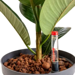 Outlet The Ever Sprout Store -Outlet The Ever Sprout Store Ficus elastica Robusta Rubber Plant HydroCare 18 19x80cm 1 stem