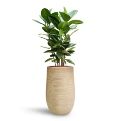 Ficus Elastica Robusta - Rubber Plant - HydroCare -Outlet The Ever Sprout Store Ficus elastica Robusta Rubber Plant HydroCare Dune Partner Planter Oat