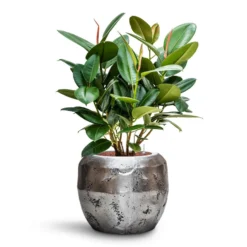 Ficus Elastica Robusta - Rubber Plant - HydroCare -Outlet The Ever Sprout Store Ficus elastica Robusta Rubber Plant HydroCare Opus Raw Couple Planter Silver
