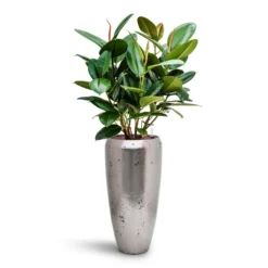 Opus Raw Partner Planter - Silver 11 Opus Raw Partner Planter - Silver -Outlet The Ever Sprout Store Ficus elastica Robusta Rubber Plant HydroCare Opus Raw Partner Planter Silver 2e0ba180 fea9 4643 aee5 8288dc411343