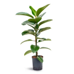 Outlet The Ever Sprout Store 15 Ficus Elastica Robusta - Rubber Plant - HydroCare