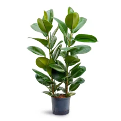 Ficus Elastica Robusta - Rubber Plant - HydroCare -Outlet The Ever Sprout Store Ficus elastica Robusta Rubber Plant Hydroculture 22 19x100cm 2stem