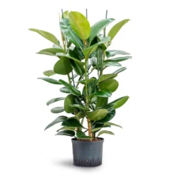 Ficus Elastica Robusta - Rubber Plant - HydroCare -Outlet The Ever Sprout Store Ficus elastica Robusta Rubber Plant Hydroculture 25 19x120cm 3stem