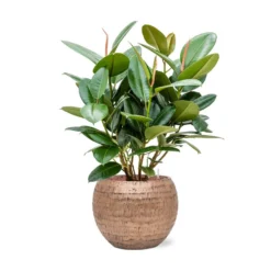 Ficus Elastica Robusta - Rubber Plant - HydroCare -Outlet The Ever Sprout Store Ficus elastica Robusta Rubber Plant Hydroculture Opus Hammered Globe Planter Gold