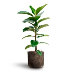 Ficus Elastica Robusta - Rubber Plant - HydroCare -Outlet The Ever Sprout Store Ficus elastica Robusta Rubber Plant HydrocultureLuxe Lite Waterfall Cylinder Planter Bronze