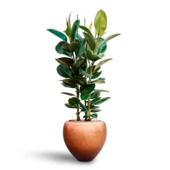 Ficus Elastica Robusta - Rubber Plant - HydroCare -Outlet The Ever Sprout Store Ficus elastica Robusta Rubber Plant HydrocultureMetallic Couple Plant Pot Matt Copper