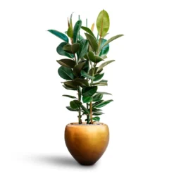 Ficus Elastica Robusta - Rubber Plant - HydroCare -Outlet The Ever Sprout Store Ficus elastica Robusta Rubber Plant HydrocultureMetallic Couple Plant Pot Matt Honey